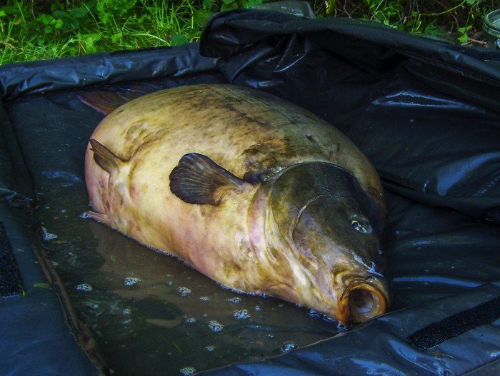 Nederlandse record karper 3