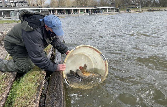 KARPERUITZETTING OP DE BOSBAAN & SLOTERPLAS – KWO For The Future x Karpercommissie AHV