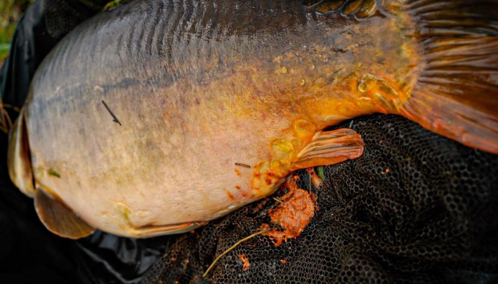 BFP Baits - Fish 'N Tutti