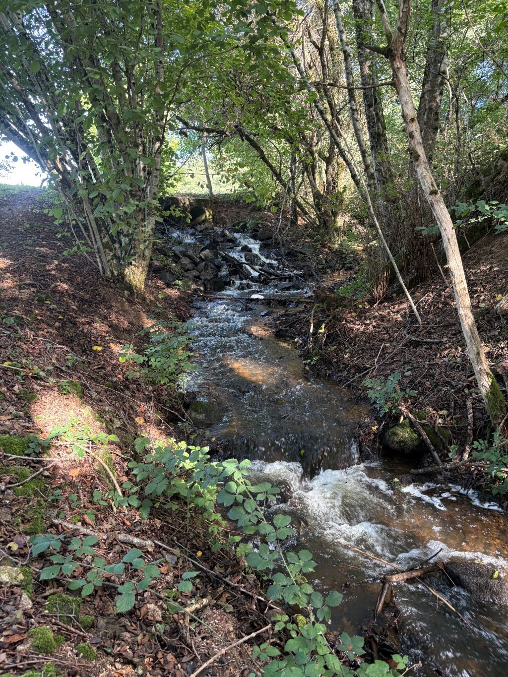 The Carp Specialist - Etang de Chigy